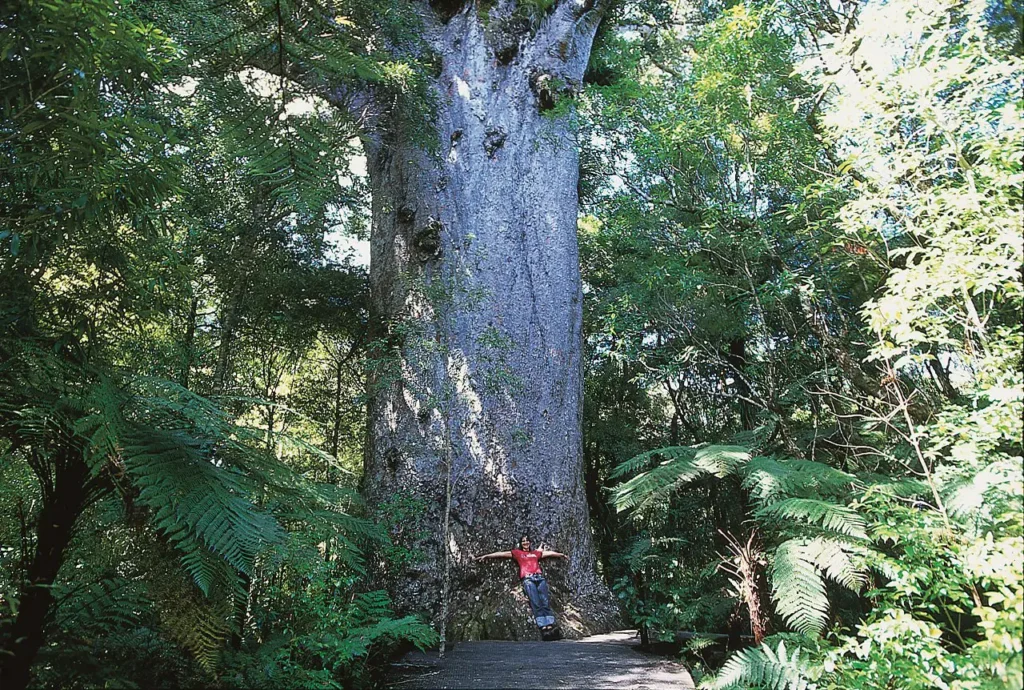 Large Kauri Tree