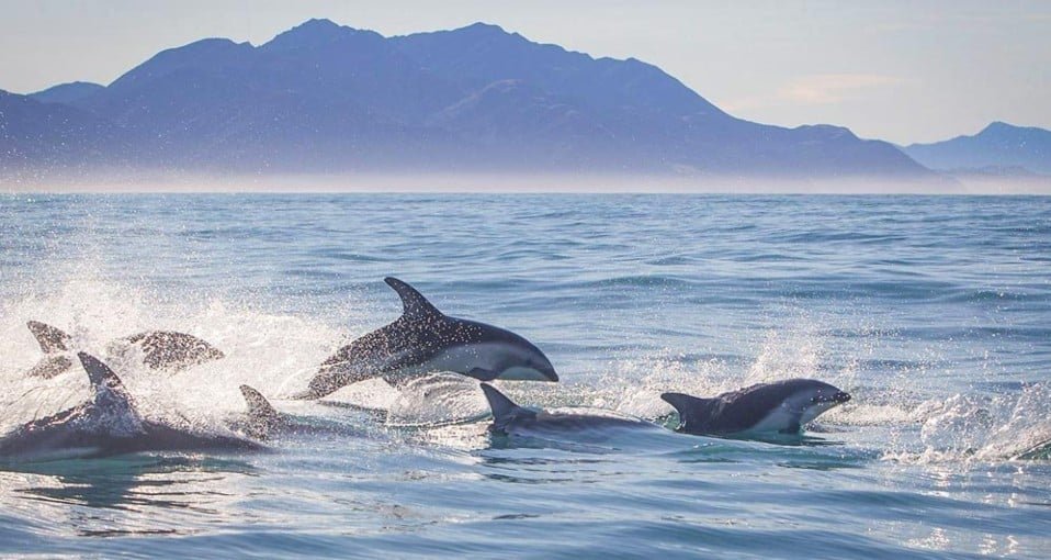 Sperm whales and dolphins on Kaikoura