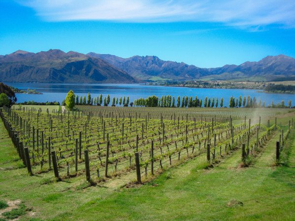 Central Otago Wineries